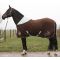 Harry's Horse Cooler deken Frevo seal brown maat 145 155